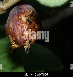 Un macello di api raccolto su un frutto succoso su un albero Foto Stock