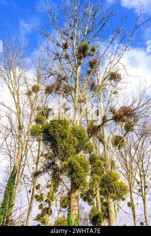 European Mistletoe (album Viscum) Growing on Poplar (Populus) Trees - Francia centrale. Foto Stock
