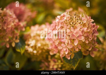 Hydrangea Arborescens o Smooth Hydrangea, fiori nel parco autunnale. Foto Stock