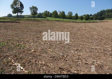 Zea mays, Mais, mais, dopo la raccolta Foto Stock