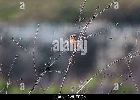 Bell'uccello Western Stonechat seduto su un ramo sottile in Israele Foto Stock