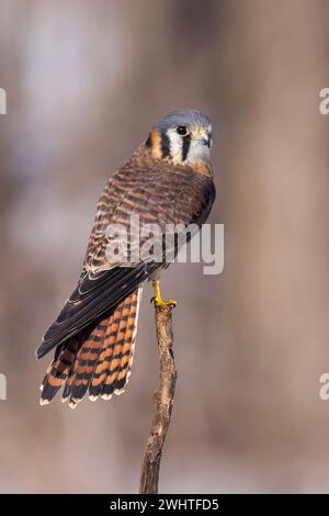 Gheppio americano femminile (Falco sparverius) Foto Stock