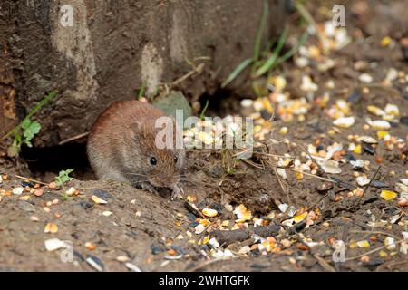 Bank vole clethrionomys glareolus, fuori da sotto il vecchio ceppo di albero cappotto marrone castagno lucido piccole orecchie rotonde esposte naso smussato coda pelosa media Foto Stock