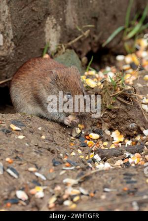 Bank vole clethrionomys glareolus, fuori da sotto il vecchio ceppo di albero cappotto marrone castagno lucido piccole orecchie rotonde esposte naso smussato coda pelosa media Foto Stock