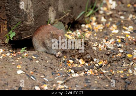 Bank vole clethrionomys glareolus, fuori da sotto il vecchio ceppo di albero cappotto marrone castagno lucido piccole orecchie rotonde esposte naso smussato coda pelosa media Foto Stock