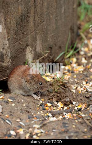 Bank vole clethrionomys glareolus, fuori da sotto il vecchio ceppo di albero cappotto marrone castagno lucido piccole orecchie rotonde esposte naso smussato coda pelosa media Foto Stock