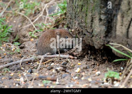 Bank vole clethrionomys glareolus, fuori da sotto il vecchio ceppo di albero cappotto marrone castagno lucido piccole orecchie rotonde esposte naso smussato coda pelosa media Foto Stock