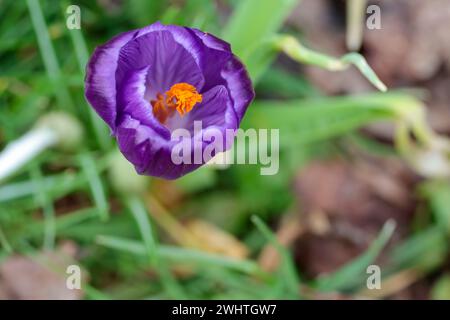 Crocus all'inizio della primavera, petali viola del Regno Unito, giallo arancio, a metà febbraio 2024, sette petali lunghi e appuntiti lunghi, lasciano spazio per le copie Foto Stock
