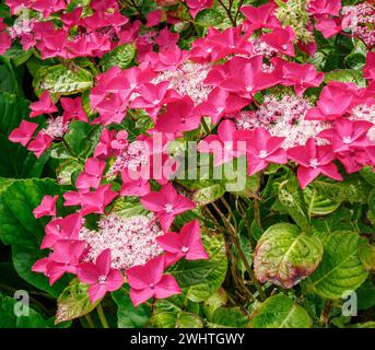 Bract rosa intenso di un'ortensia di lacca in un giardino del Somerset nel Regno Unito Foto Stock