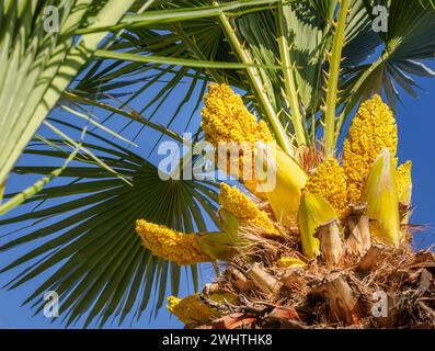 Fiori di palma che emergono in primavera in un giardino a Maiorca in Spagna Foto Stock