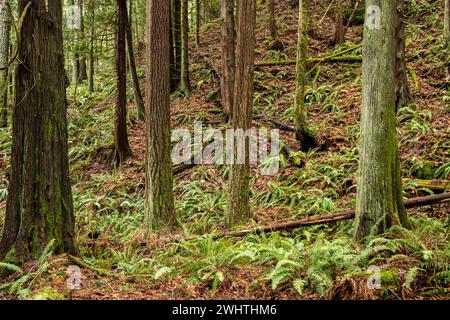 WA25046-00...WASHINGTON - Mossy Tree Covered Hill side with last years Big Leaf Maple Leaves and Sword felns. Foto Stock