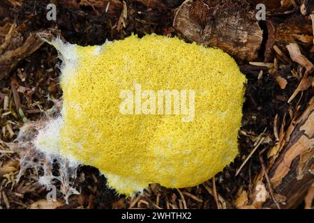 Muffa per vomito di cane (Fuligo septica), burro di strega, corpo giallo schiumoso fruttato sul ceppo d'albero, Wilnsdorf, Renania settentrionale-Vestfalia, Germania Foto Stock