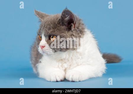 Gatto genealogico Selkirk Rex. Gattino, età 10 settimane, colore bianco tabby sgombro lilla Foto Stock