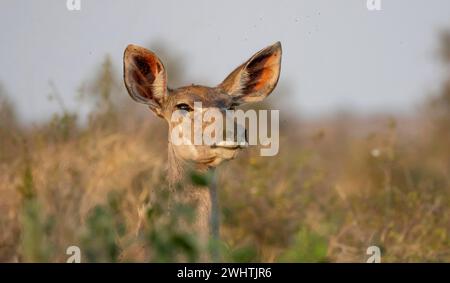 Greater Kudu (Tragelaphus strepsiceros), ritratto di animali, femmina adulta, allerta, Parco nazionale di Kruger, Sudafrica Foto Stock