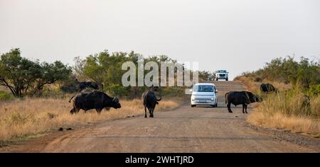 Turisti in auto su una strada sterrata durante un safari, bufalo africano (Syncerus caffer caffer) che attraversa la strada, Kruger National Park, Sudafrica Foto Stock