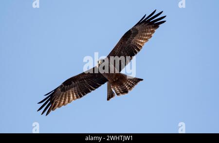 Aquila avvistata (Hieraaetus pennatus) con colorazione scura, in volo contro un cielo blu, Parco Nazionale di Kruger, Sudafrica Foto Stock