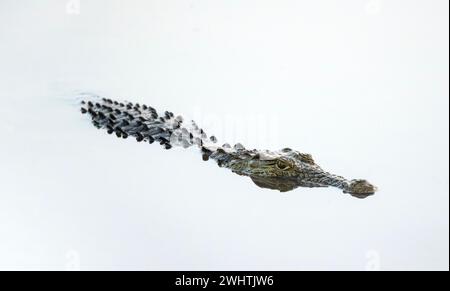 Coccodrillo del Nilo (Crocodylus niloticus) in acqua a riflessione, Parco Nazionale di Kruger, Sudafrica Foto Stock