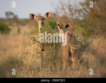 Greater Kudu (Tragelaphus strepsiceros), due femmine adulte che si nutrono di foglie su un cespuglio, Kruger National Park, Sudafrica Foto Stock