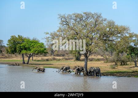 Elefanti africani (Loxodonta africana), branco che fa il bagno e beve in acqua in un lago, Kruger National Park, Sudafrica Foto Stock