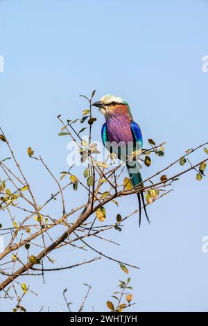 Rullo petto lilla (Coracias caudatus) seduto su una diramazione di fronte a un cielo blu, Kruger National Park, Sudafrica Foto Stock