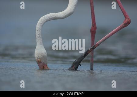 Collo e una gamba di un fenicottero maggiore (Phoenicopterus roseus) che si forgia nel limo sott'acqua, fango, dettaglio, St., Parco ornitologico Foto Stock