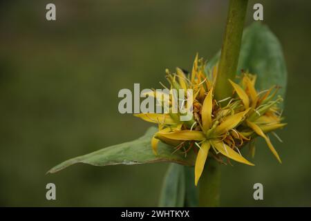 Stelo con fiori di genziana (Gentiana lutea), particolare, Hahnenkopf, Fontanella, Faschina, Vorarlberg, Alpi, Austria Foto Stock