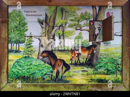 Scheda informativa nel parco naturale Hutewald Solling-Vogler, Nienover, Bodenfelde, Weserbergland, bassa Sassonia, Germania Foto Stock