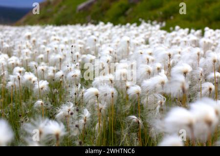 Erba di cotone artica in Islanda Foto Stock