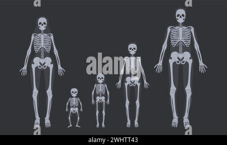 Scheletri radiologici della famiglia. Sistemi scheletrici umani da bambini ad adulti. Serie di illustrazioni vettoriali anatomiche del corpo Illustrazione Vettoriale