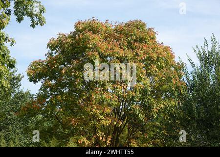 Aesculus pavia, buckeye rosso Foto Stock