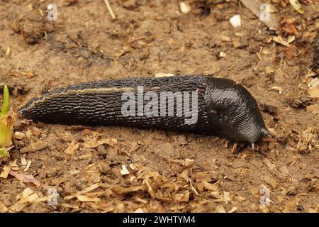 Primo piano su un grande slug di terra snello e arioso, Limax cinereoniger Foto Stock