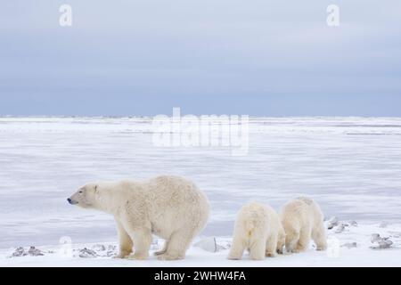 Gli orsi polari Ursus maritimus seminano e cuccioli di primavera koy lungo un'isola barriera kaktovik anwr Alaska Foto Stock