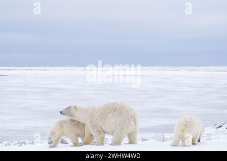 Gli orsi polari Ursus maritimus seminano e cuccioli di primavera koy lungo un'isola barriera kaktovik anwr Alaska Foto Stock