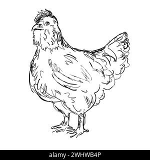 Disegno vista laterale pollo o gallina Ameraucana Foto Stock