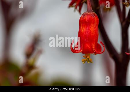 Dettaglio dell'orecchio di un maiale rosso (Cotyledon orbiculata) nel giardino Foto Stock