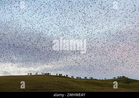 Domenica 11 febbraio 2024 - i sostenitori del Llandegley Rhos Starling Watch si trovano sotto un enorme stormo di stelle che volano verso il loro rifugio serale in un bosco a Llandegley Rhos, vicino a Llandrindod Wells, Powys, Galles, Regno Unito. L'evento è stato organizzato da Friends of Radnor Forest, un gruppo di attivisti che si occupa della conservazione di questa remota e bellissima zona del Galles centrale Foto Stock