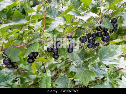 Ribes nero ramo con frutta. Ribes organico in un frutteto. Rami con frutta succosa. Primo piano del currante maturo sul ramo nel giardino. Foto Stock