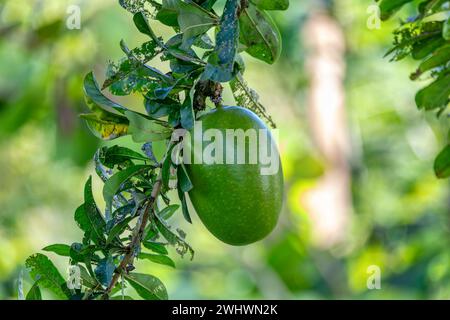 Calabash Tree, Crescentia cujete, penisola di Nicoya, Costa Ric Foto Stock