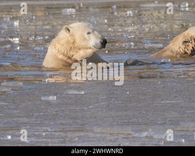 Orso polare in una piscina ghiacciata Foto Stock