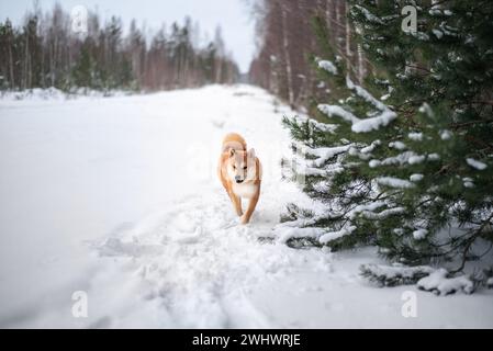 Un cane rosso Shiba inu cammina nella foresta innevata in inverno Foto Stock