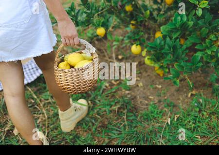 Limoni maturi gialli freschi sull'albero. Coltivazione di limone con cesto pieno di Â di limone in fattoria. Foto Stock