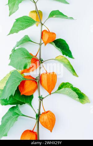 Fiore arancione di physalis alkekengi isolato Foto Stock