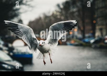 Gabbiani dalla testa nera che si aggirano sui canali di Amsterdam. Foto Stock