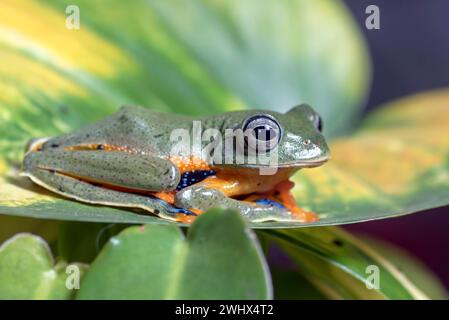 Rana verde volante su una foglia Foto Stock