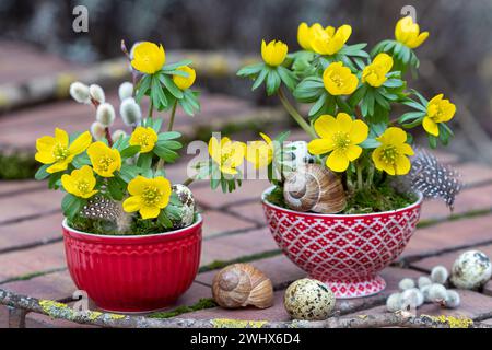 l'inverno e' aconito nelle ciotole come decorazione del giardino primaverile Foto Stock