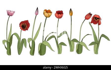 Set di schizzi disegnati a mano con fiori di tulipani per illustrazioni vettoriali di libri di disegno isolati su sfondo bianco Illustrazione Vettoriale