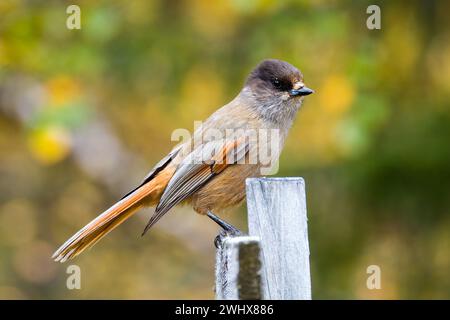 jay siberiano in Svezia in autunno Foto Stock