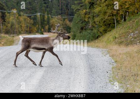 Renne che attraversano una strada in Svezia Foto Stock