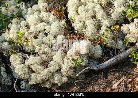 Cladonia rangiferina o vero lichen di renna in Svezia Foto Stock