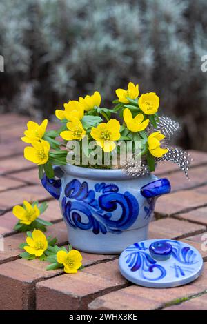 decorazione del giardino primaverile con aconite invernale in una pentola rustica Foto Stock